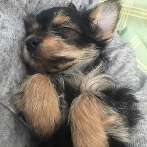 Meet your Posher, Lily